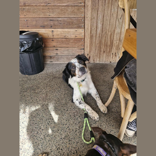 Photo of Otis