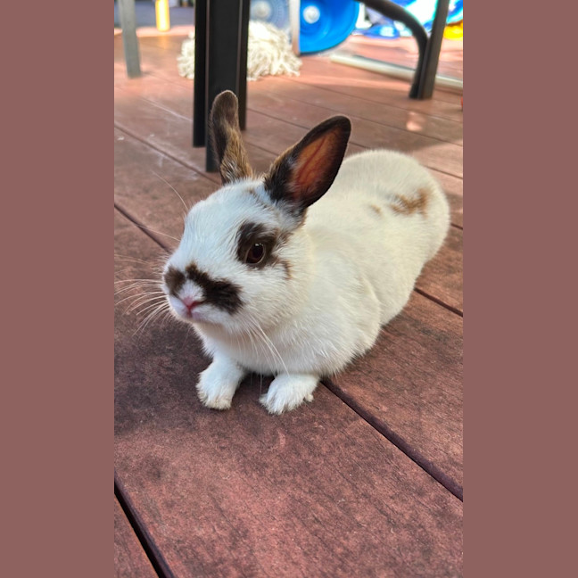 Photo of Marshmallow ~ Netherland Dwarf Bunny Rabbit