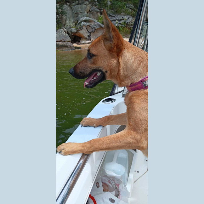 Photo of Nala