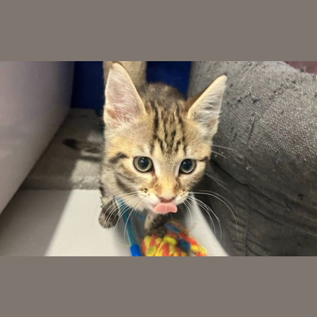 Photo of Pepper