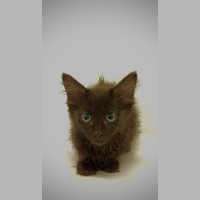 Photo of Beans