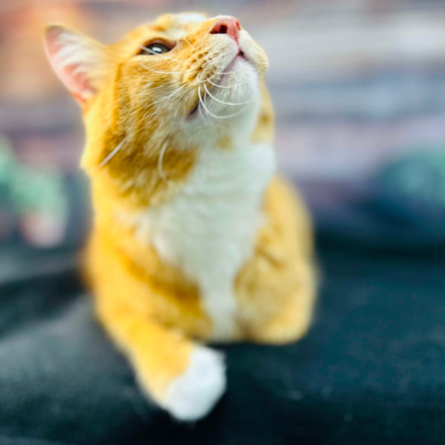 Photo of Thelonious   Located In Fitzroy 