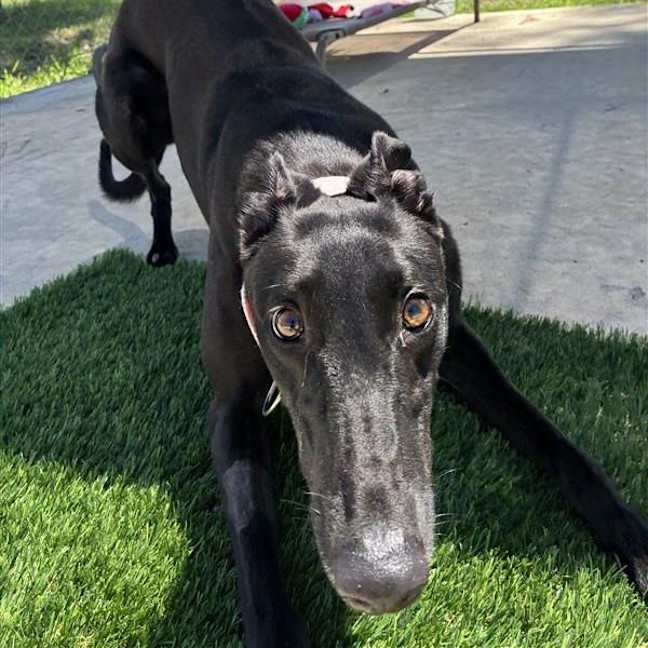 Photo of Senna
