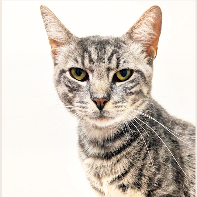 Photo of Talking Tom