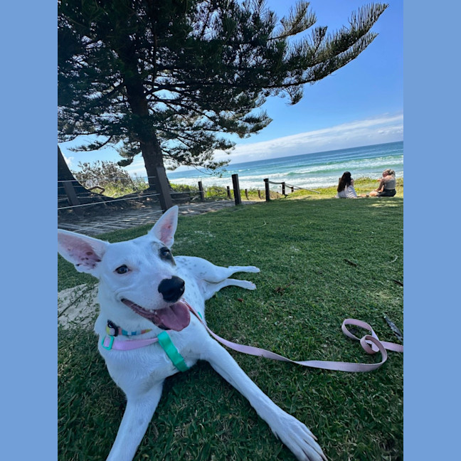 Photo of Luna Lou   1 Year Old Staffy X