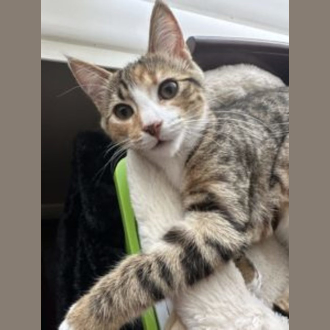 Photo of Moxie