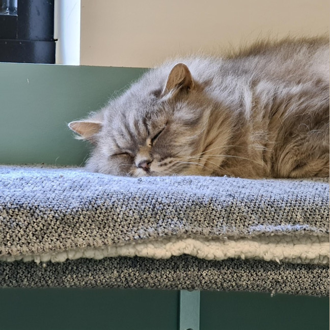 Photo of Teddy And Max