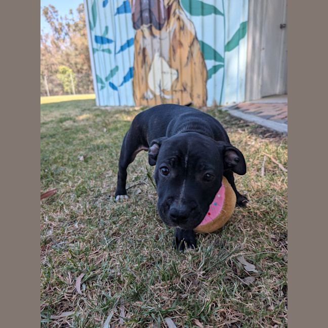 Photo of Chewie (Philip)
