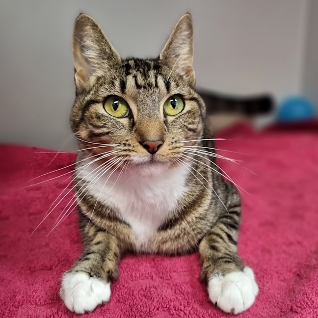 Photo of Cleo