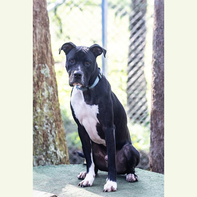 Photo of Simba