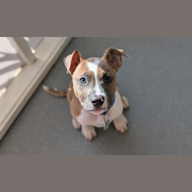 Photo of Plum