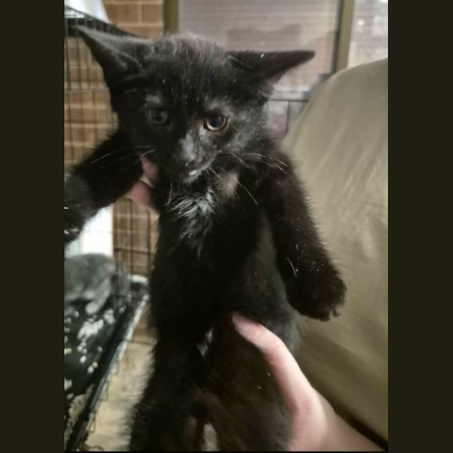 Photo of Soot