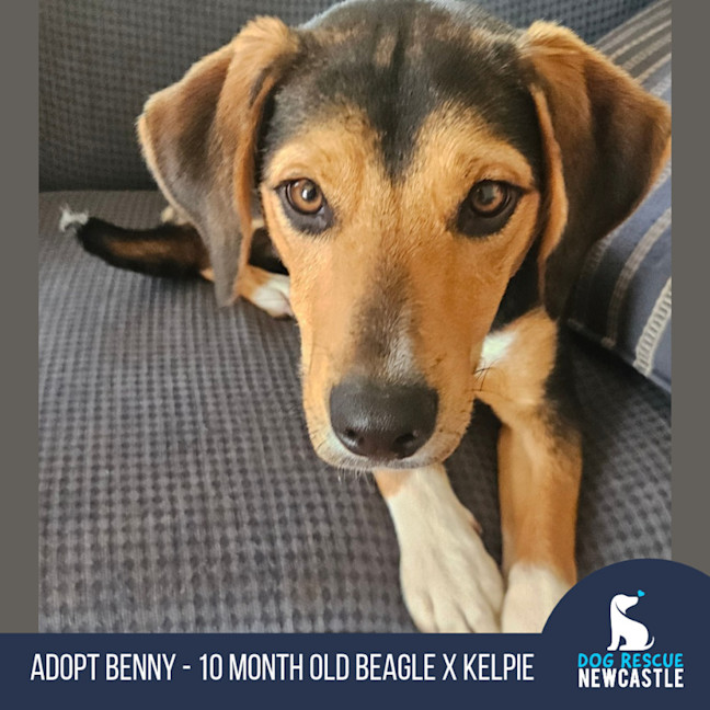 Photo of Benny   10 Month Old Beagle X Kelpie
