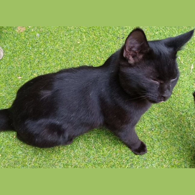 Photo of Midnight