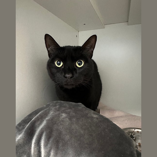 Photo of Dixy