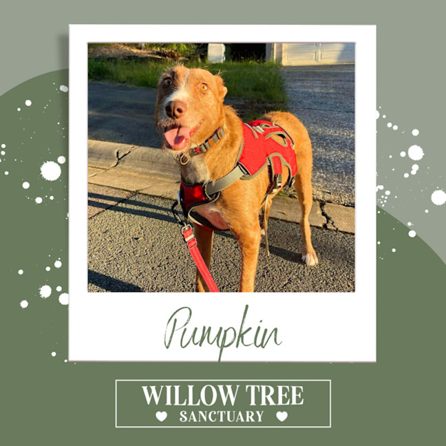 Photo of Pumpkin