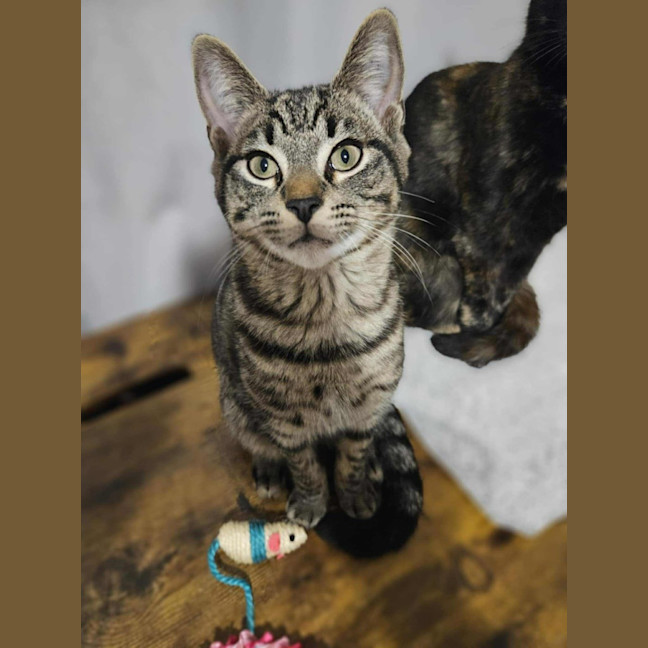 Photo of Oscar   Located In Boronia 