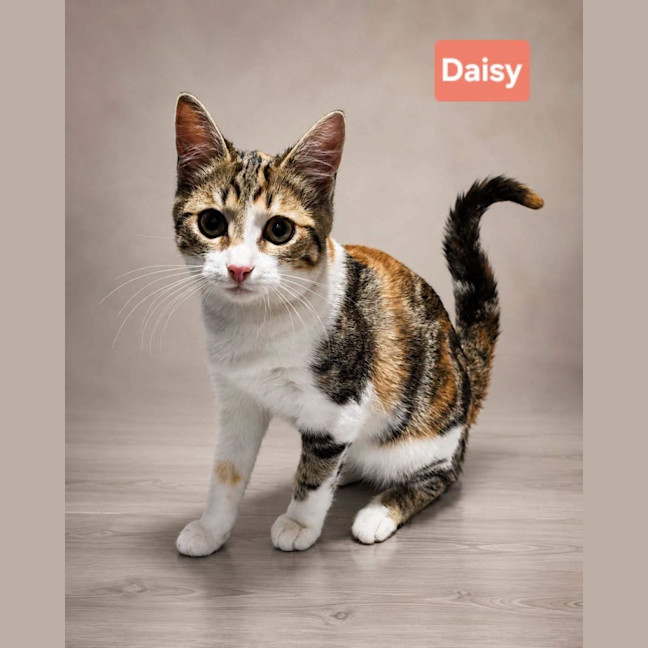 Photo of Daisy