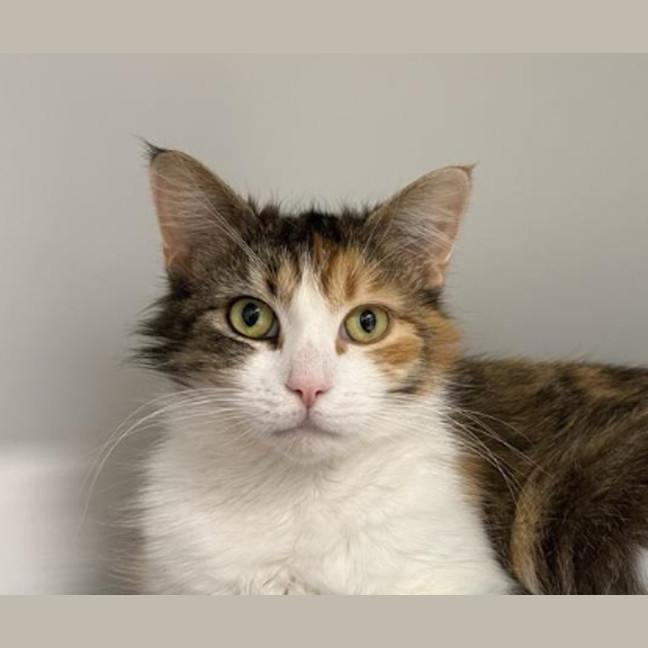Photo of Pepper