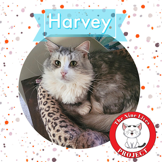 Photo of Harvey * 9 Lives Project Rescue*