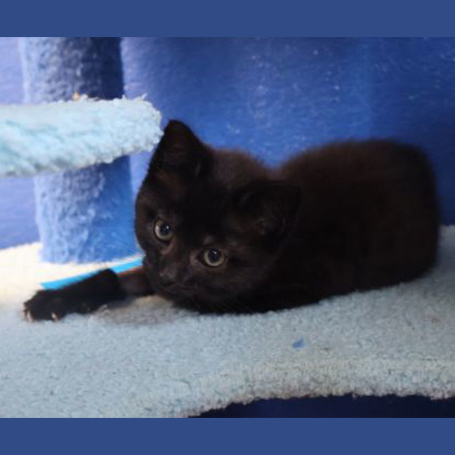 Photo of Pip