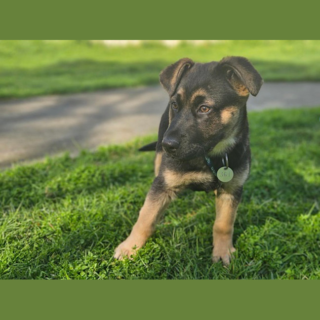 Photo of Luna
