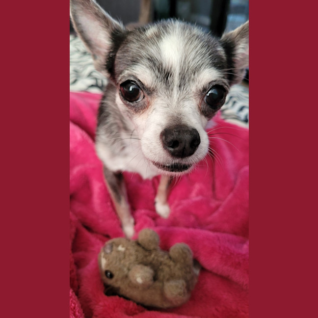 Photo of Hugo And Rocky