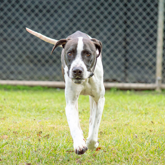 Photo of Buddy