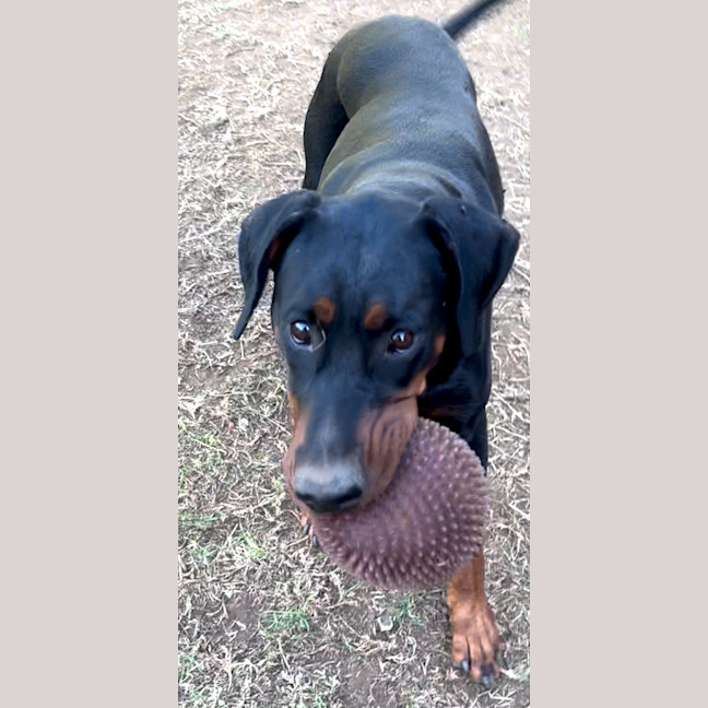 Photo of Ms F Von Dobermann