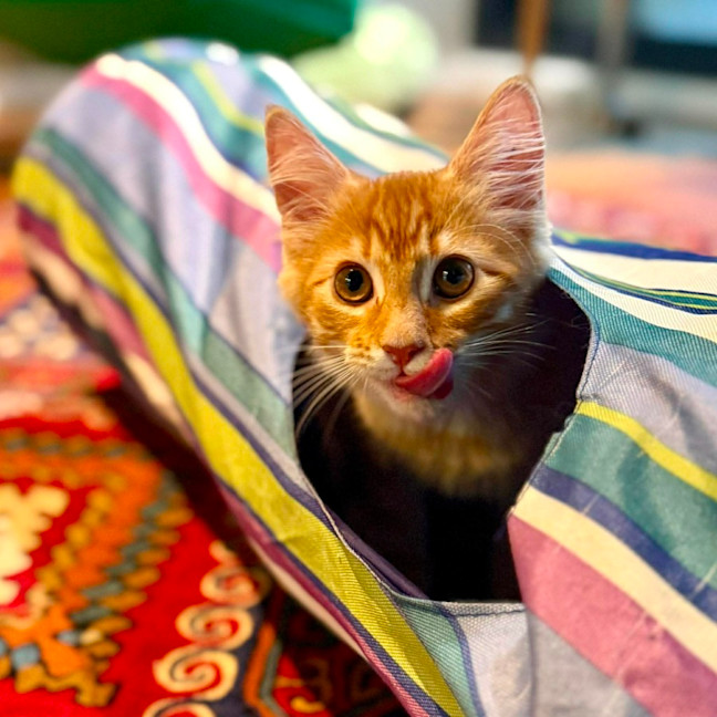 Photo of Salsa   In Foster Care In Brunswick East
