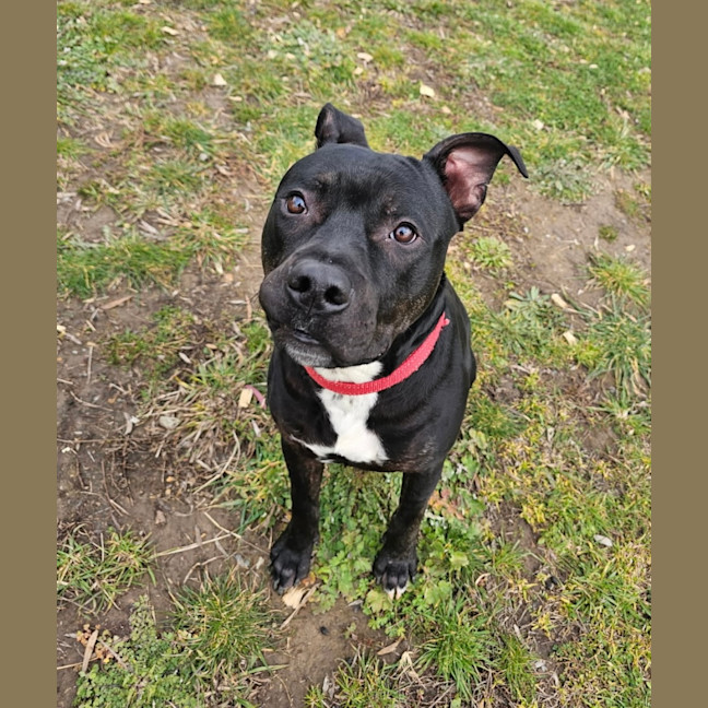 Photo of Buddy