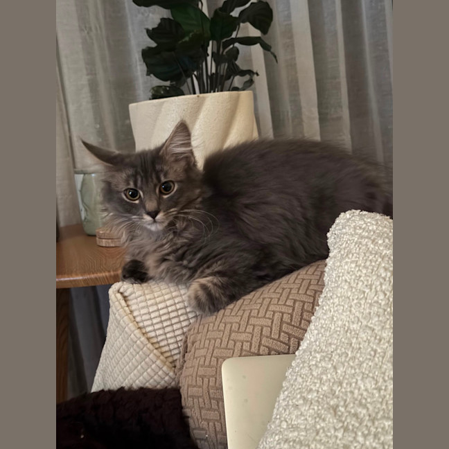 Photo of Tango