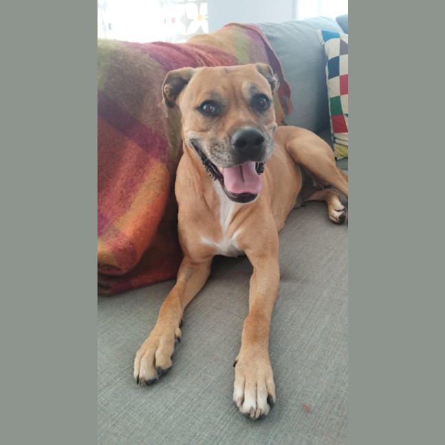 Photo of Toula   In Kennels