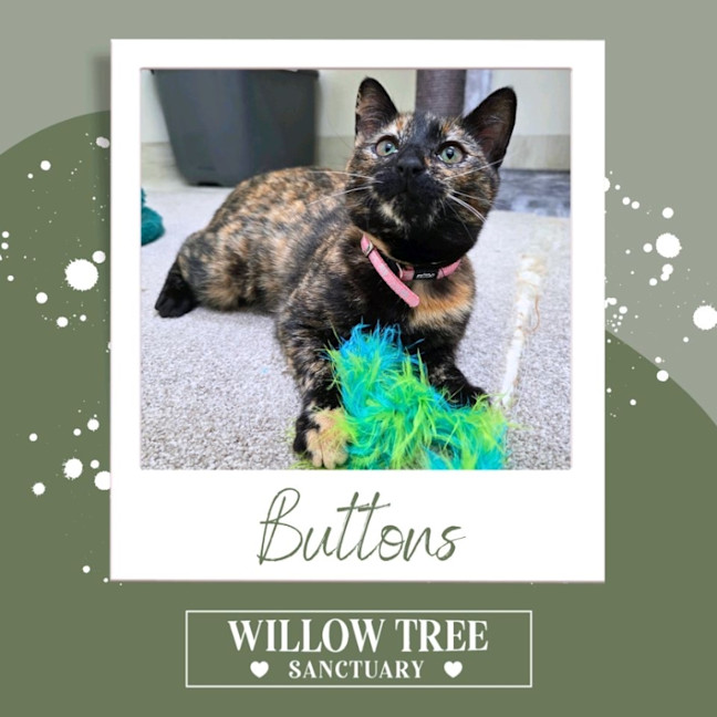 Photo of Buttons