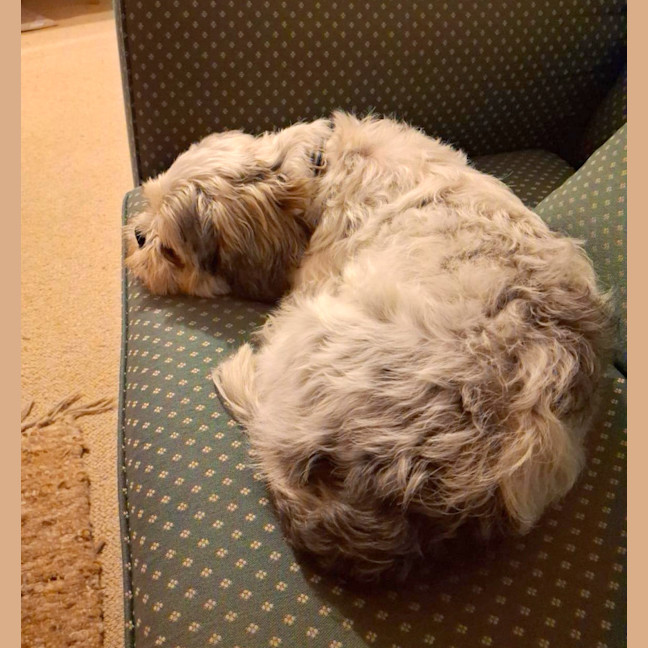 Photo of Roy   3 Year Old Maltese X Shih Tzu
