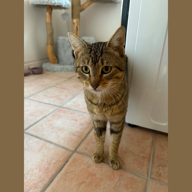 Photo of Dexter   In Foster Care In Bentleigh