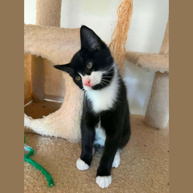 Photo of Chip