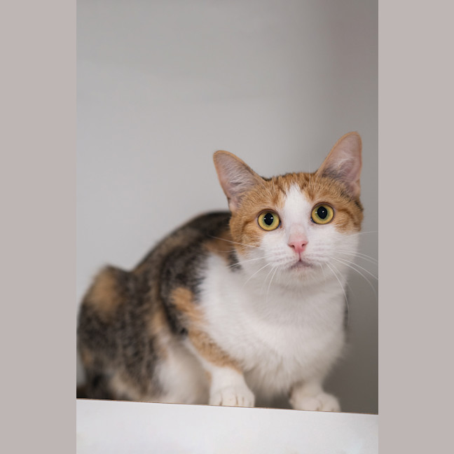Photo of Domino