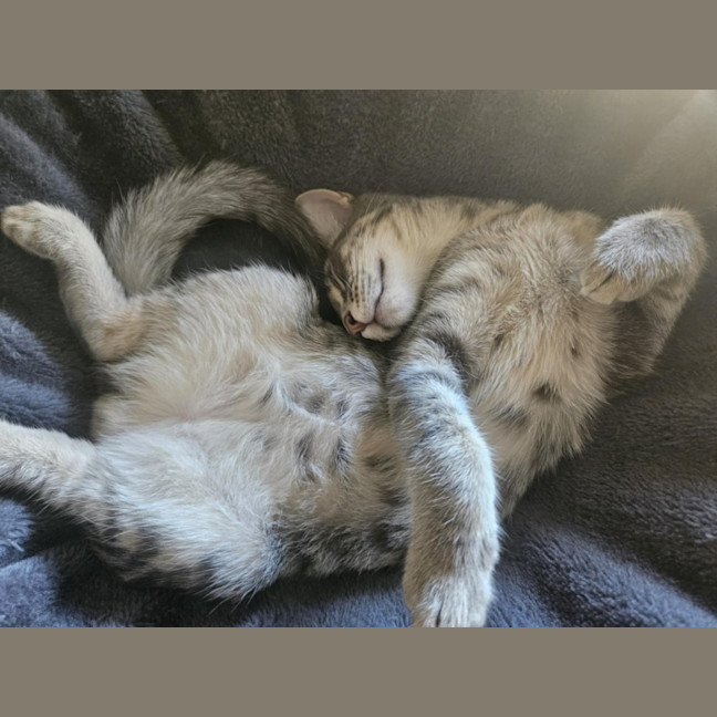 Photo of Clooney ** 2nd Chance Cat Rescue**