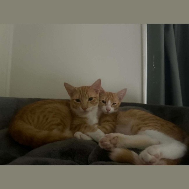 Photo of Kevin & Cheddar 