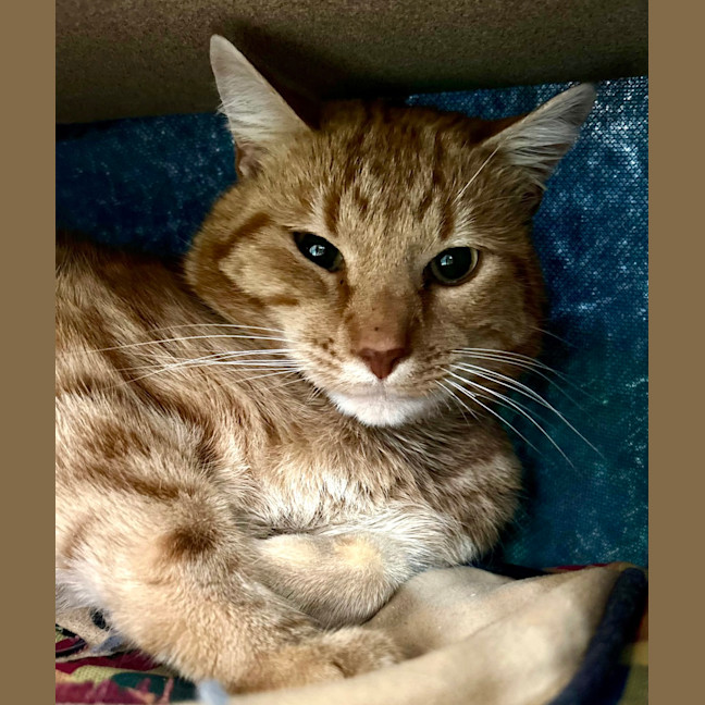 Photo of Fozzie