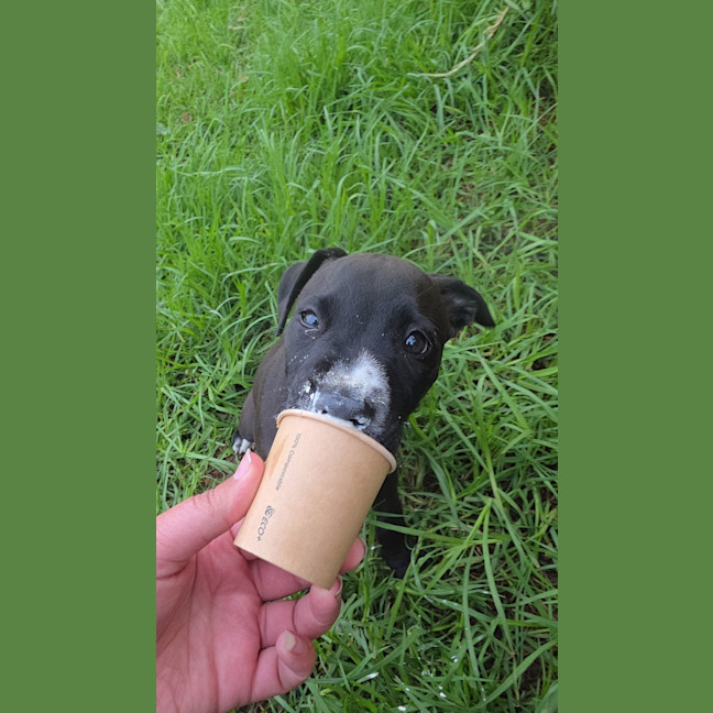 Photo of Peanut 