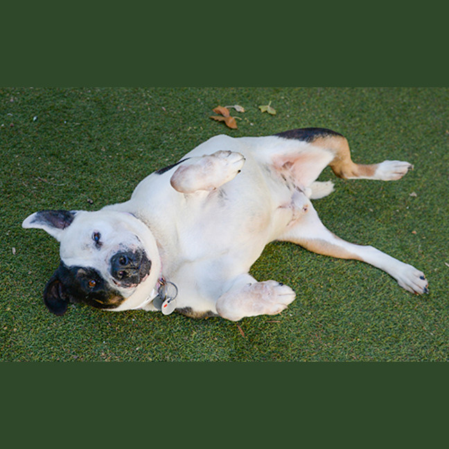 Photo of Nitro