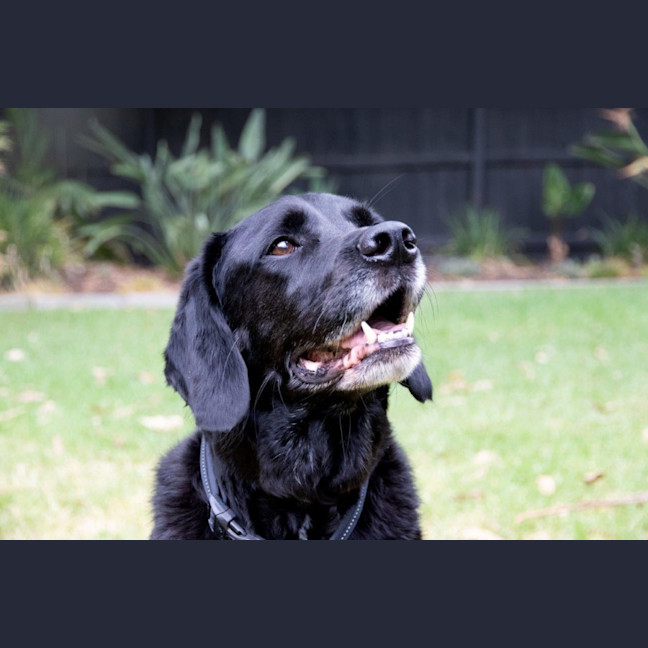 Photo of Tetley Valenti