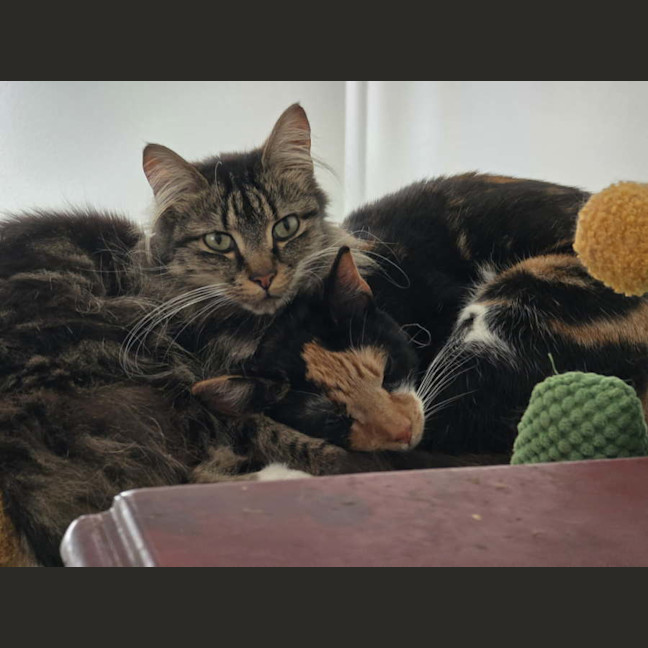 Photo of Felicity & Kitty
