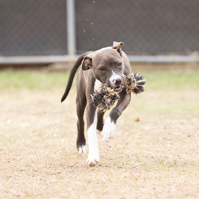 Photo of Athena