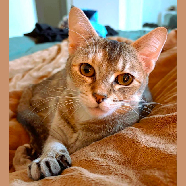 Photo of Nymeria 