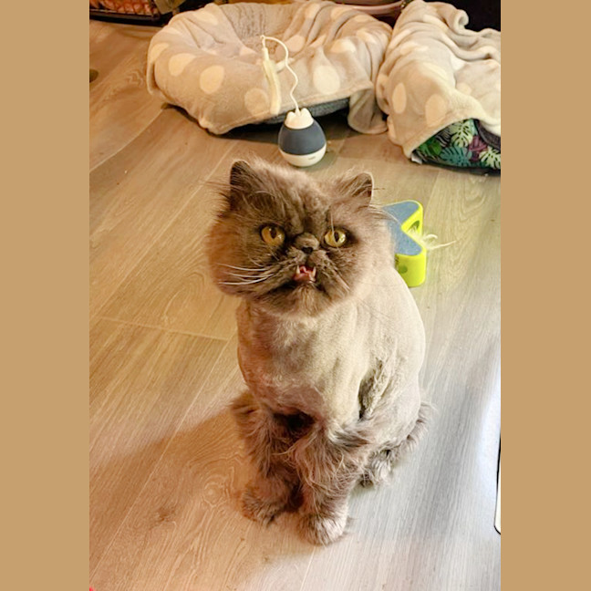 Photo of 🧡Artemis & Lula💙