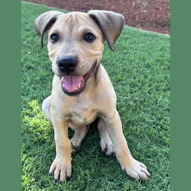 Photo of Maple