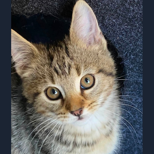 Photo of Waffle